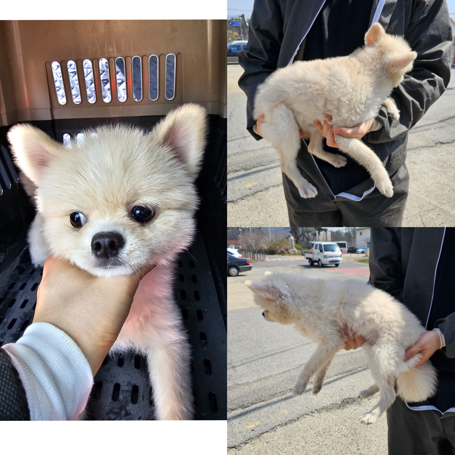 당진시동물보호소_444568202500171